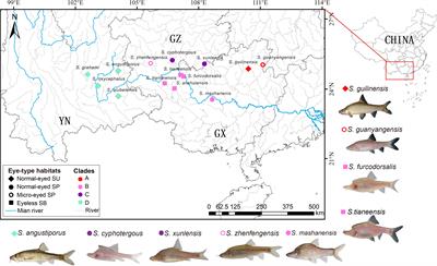 Skin transcriptomic correlates of cave-dwelling Sinocyclocheilus cavefish